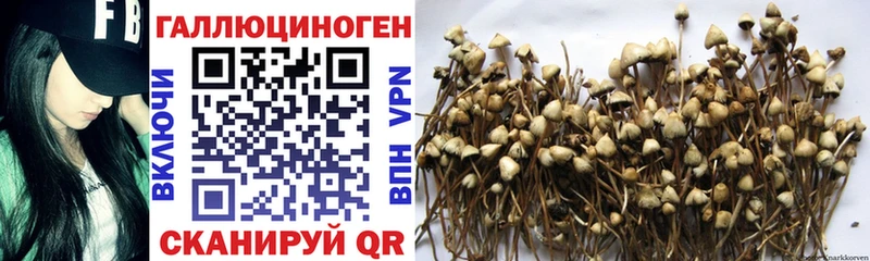Галлюциногенные грибы GOLDEN TEACHER Дмитровск